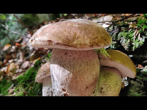 Видео: Гриби Карпат 