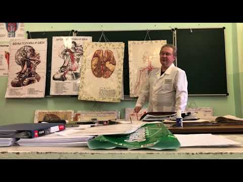 Видео: Артериальная система (часть 2)