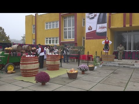 Видео: ГРОЗДОБЕР В ТВАРДИЦЕ