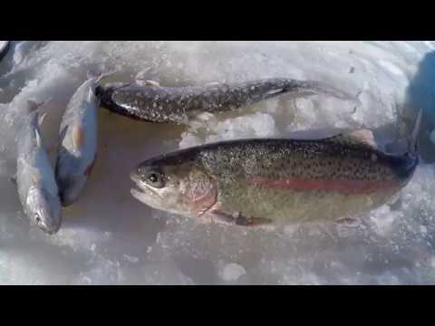 Видео: Камчатка 2019 Рыбалка на гольчика ,кунджу в диких местах.