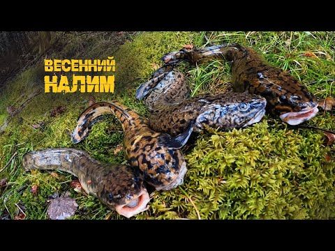 Видео: Съездил к налимам и даже забрал немножко домой, р.Кама