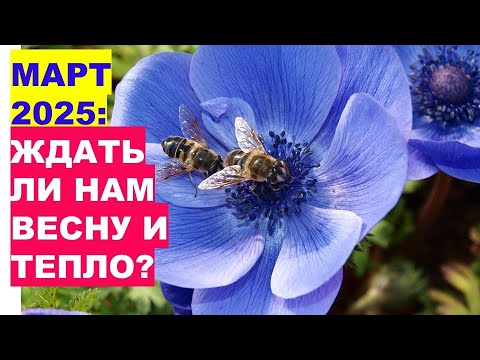 Видео: МАРТ 2025: ждать ли нам ВЕСНУ и тепло? Прогноз погоды