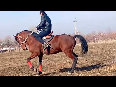 Видео: Асп фурухта шуд