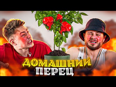 Видео: ВЫРАСТИЛ ДОМА САМЫЙ ОСТРЫЙ ПЕРЕЦ в МИРЕ - Пробую