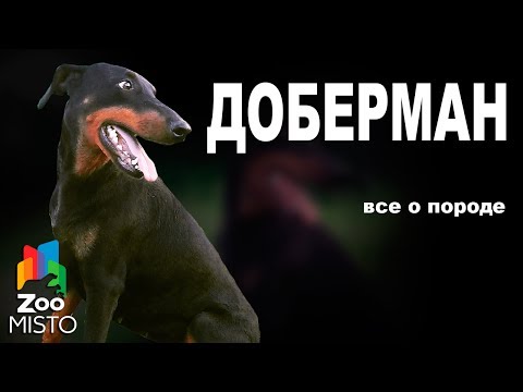 Видео: Доберман - Все о породе собаки | Собака породы - Доберман