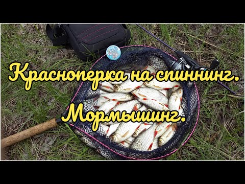 Видео: Мормышинг весной. Крупная красноперка на мормышку. Полный садок красноперки не сходя с места.