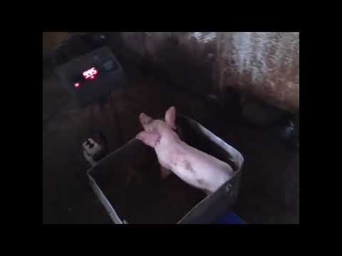 Видео: Ролик #10. Стартерный комбикорм для поросят. Супер корма для свиней. Взвешиваем поросят.