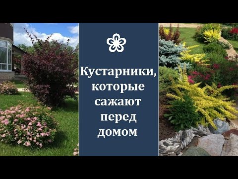 Видео: ❀ Кустарники, которые сажают перед домом