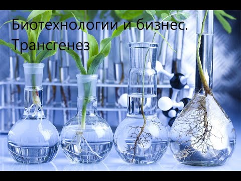 Видео: Биотехнологии и бизнес. Трансгенез