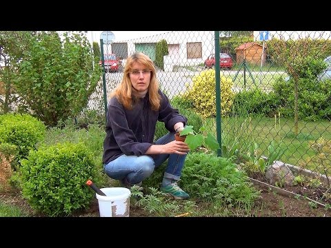 Видео: Посадка рассады огурцов в грунт