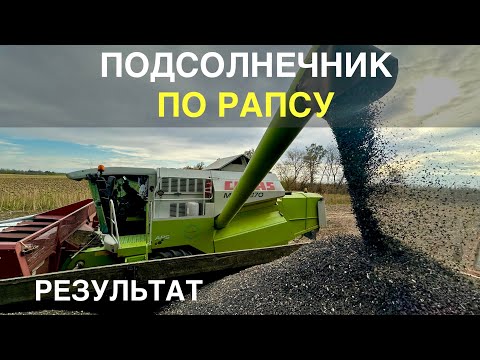 Видео: Рапс не взошел. Посеял подсолнечник. Результат? 