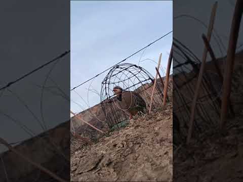 Видео: Кавги шикори фуруши бо гаранти ватсап 988151526 111151626