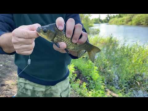 Видео: Рыбалка на карася 🎣 Отличный улов и море удовольствия