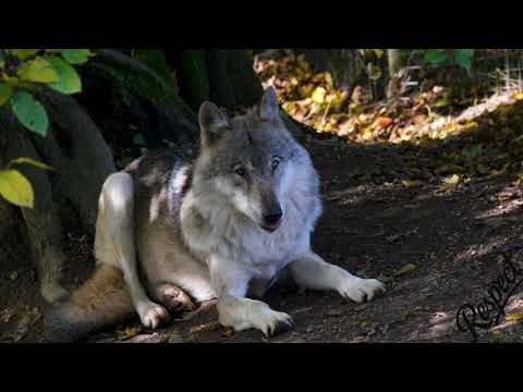 Видео: Иван Андреевич Крылов - Волк и Ягненок
