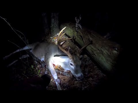Видео: Охота на оленя с арбалетом. Взял трофейного самца !
