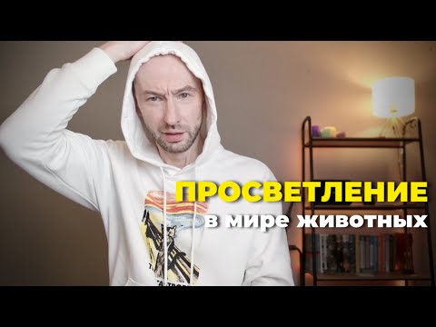 Видео: В Мире Животных. Ошибка Просветления