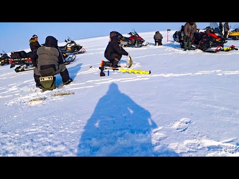 Видео: СУДАКИ НЕ ЛЕЗЛИ в ЛУНКУ! ТОЛПА ДЕРЁТ ТРОФЕЙНОГО СУДАКА! Зимняя рыбалка на судака. Рыбалка 2024