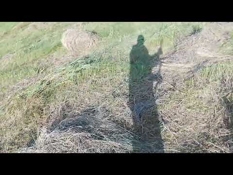 Видео: Сенокос 2025. Сена много - в пресс не лезет.