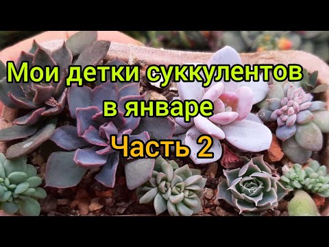 Видео: Мои детки суккулентов👭🌵👫🍀👩‍👧‍👧🌿👬🌱 в январе.Часть 2