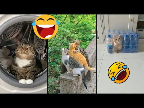Видео: Самые смешные коты 2025 года 😂 Коты просто нелепы! Челлендж «Попробуй не засмеяться» 😹