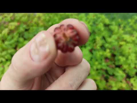 Видео: Княженика, обзор ягод разных сортов.