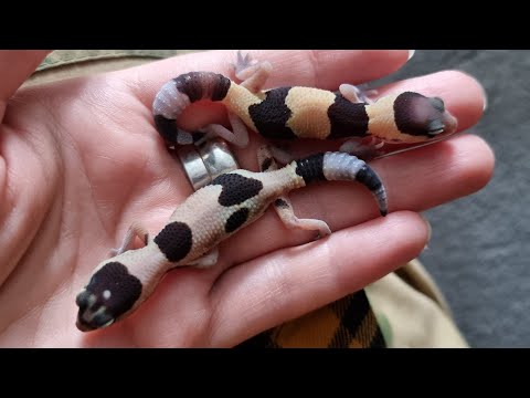 Видео: Кормление и обзор малышей гекконов. Толстохвостые африканские гекконы гемитекониксы