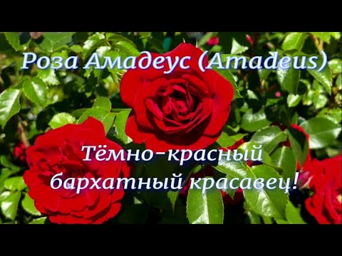 Видео: Роза Амадеус (Amadeus). Тёмно-красный бархатный красавец! Питомник растений Е. Иващенко