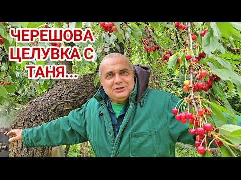 Видео: Любовна история с неочакван край! Целувка с дъх на череши! Възможна ли е любов между...?