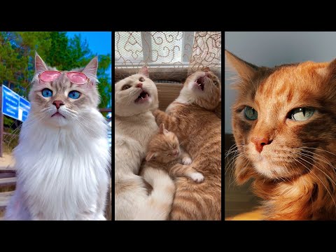 Видео: Funny and cute CATS 🐱Videos🔶 Сompilation # 37🔶