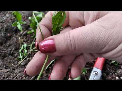 Видео: Клематис .Посадка та живцювання . Дякую за Донати #клематис  #саджанці  #розмноження #посадка