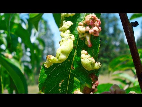 Видео: Курчавость листьев ПЕРСИКА, как лечить Быстро и Эффективно