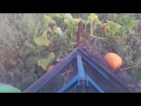 Видео: Работа згортача тыквы/The work of rolling pumpkins