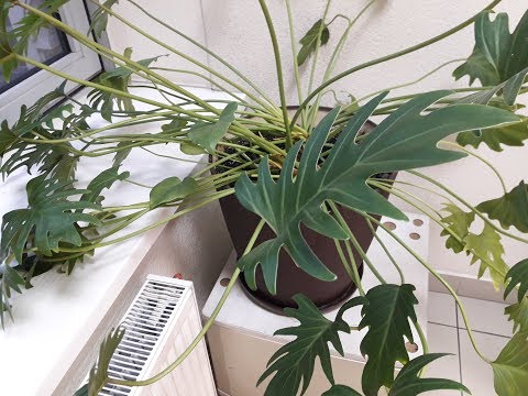 Видео: Неприхотливый  ФИЛОДЕНДРОН. Всё об  УХОДЕ  и  РАЗМНОЖЕНИИ.