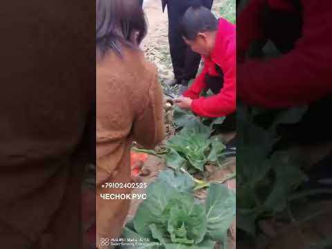 Видео: Ручной самоходный комбайн для чеснока 🧄 чеснок.рус