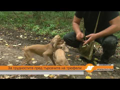 Видео: За трудностите пред търсачите на трюфели