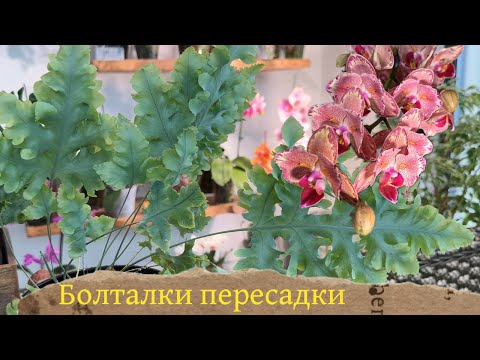 Видео: Пересадка большой орхидеи фаленопсис 3,5 литра, пересадка папоротника #папоротник #phal