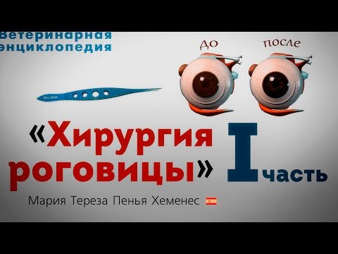 Видео: Хирургия роговицы домашних животных. 1 часть. Сorneal surgery. First part