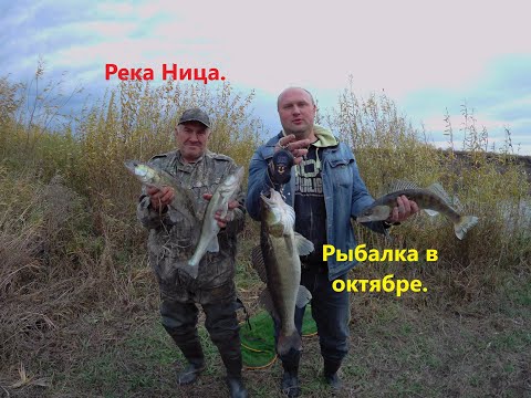 Видео: Река Ница.  Рыбалка в октябре. Ловля судака и окуня.