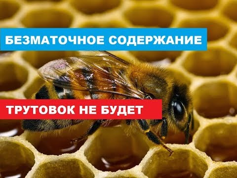 Видео: Что делать, чтоб не появились трутовки в безматочной семье.