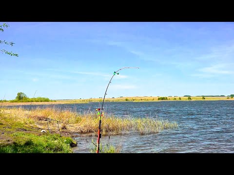 Видео: Караси- мутанты на каждом забросе! Удочки отрывает от земли, рыбалка удалась!