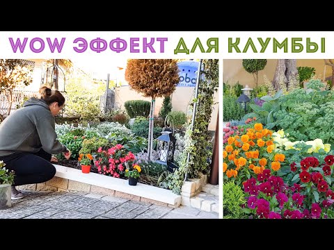 Видео: ⭐ВАУ ЭФФЕКТ ДЛЯ КЛУМБЫ с помощью ВИОЛЫ 🌺 Теплый день, мы в сад работать