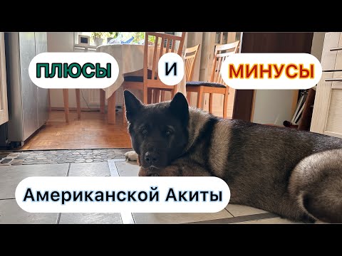 Видео: Плюсы и Минусы Американской Акит. Брать или не брать такую породу. #собака #акита