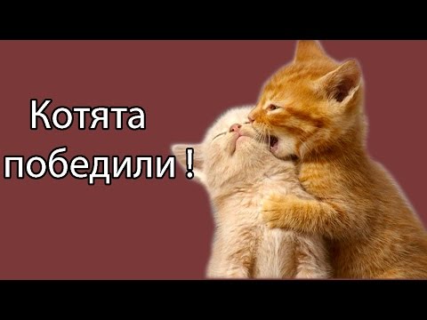 Видео: Котята победили !