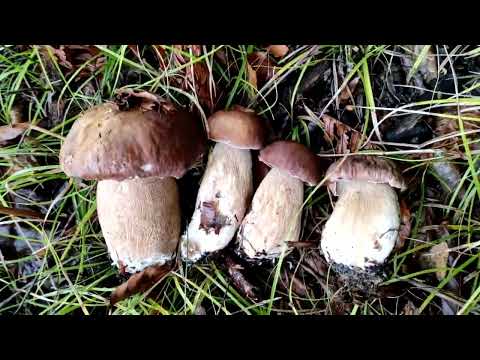 Видео: Дощові гриби. 2 серія.