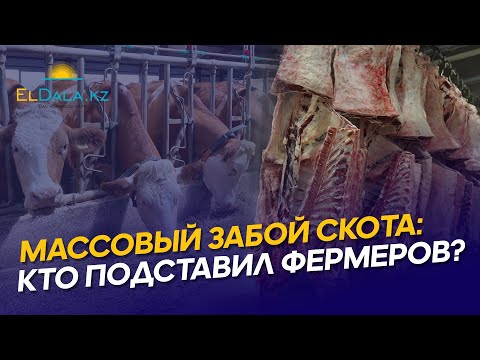 Видео: В Казахстане массово забивают скот: кто подумает об ЛПХ и фермерах?