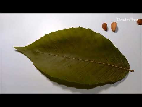 Видео: Бук ‒ плодовое дерево? Сравнение орешков и листьев разных видов бука