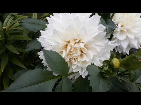 Видео: Ожидание и реальность