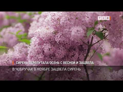 Видео: Сирень перепутала осень с весной и зацвела