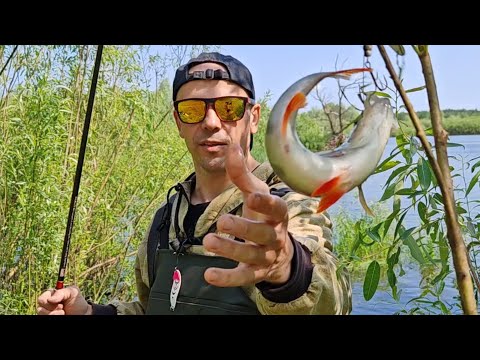 Видео: РЫБАЛКА, ЛЮДИ, ИЗБАВЛЯЙТЕСЬ ОТ ТАКОГО ОКУНЯ!!! ГОТОВИМ САЛО НА САДЖЕ!