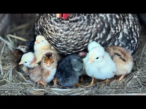 Видео: 13 листопада 2025 р.